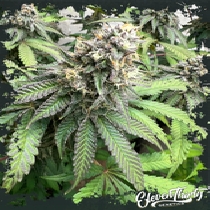 Nana Budder (ElevenThirty Genetics) Cannabis Seeds