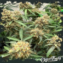 ONE EYED RESIN CHUCKER (ElevenThirty Genetics) Cannabis Seeds