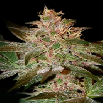 Pure Kush (Green House Seeds) Cannabis Seeds