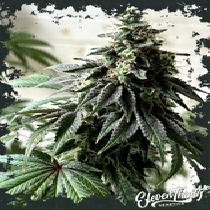 Papaya Krush (ElevenThirty Genetics) Cannabis Seeds