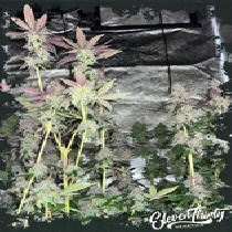 Papaya Krush autoflowering (ElevenThirty Genetics) Cannabis Seeds