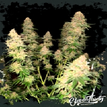 Purple Fun Dip (ElevenThirty Genetics) Cannabis Seeds