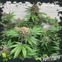 Purple Fun Dip autoflowering (ElevenThirty Genetics) Cannabis Seeds