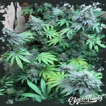 Swamp Fumez (ElevenThirty Genetics) Cannabis Seeds