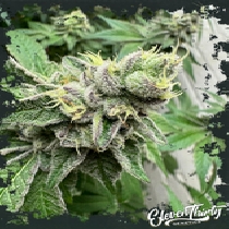 Swamp Fumez autoflowering (ElevenThirty Genetics) Cannabis Seeds