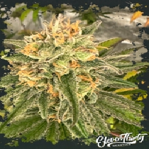 Toad Venom (ElevenThirty Genetics) Cannabis Seeds