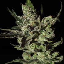 Exodus Cheese Auto (Green House Seeds) Cannabis Seeds