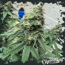War Headz (ElevenThirty Genetics) Cannabis Seeds