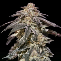 Auto Apple Bananas ( OO Seeds ) Cannabis Seeds