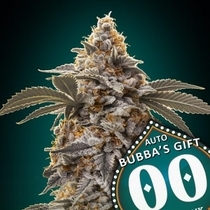 Auto Bubbas Gift  (00 Seeds) Cannabis Seeds