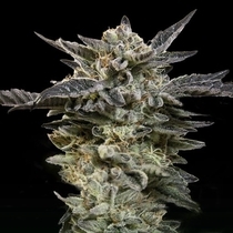 Auto Oreoz (00 Seeds) Cannabis Seeds