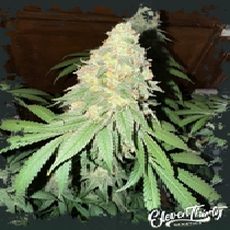 War Headz autoflowering (ElevenThirty Genetics) Cannabis Seeds