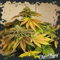 Zerbert  (ElevenThirty Genetics) Cannabis Seeds