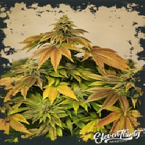 Zerbert autoflowering (ElevenThirty Genetics) Cannabis Seeds