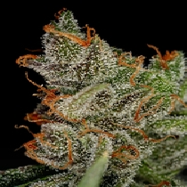 Kings Kush Auto (Green House Seeds) Cannabis Seeds