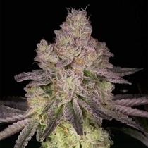 Prodigy Regular ( Archive Seedbank ) Cannabis Seeds