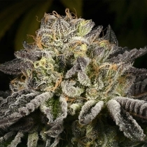 Purp Skurp (Archive Seedbank) Cannabis Seeds