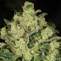 Trunk Funk (Archive Seedbank) Cannabis Seeds