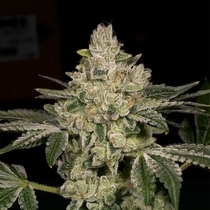 Hash Blast (Archive Seedbank) Cannabis Seeds