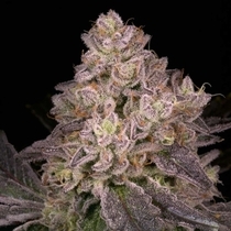 NFS Regular (Archive Seedbank) Cannabis Seeds