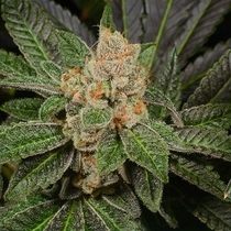 Sugar Biscuits (Archive Seedbank) Cannabis Seeds