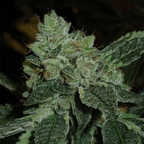 Brotherhood OG Regular (Karma Genetics Seeds) Cannabis Seeds