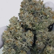 Sweatband OG Regular(Karma Genetics Seeds) Cannabis Seeds