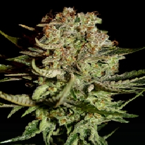 Super Bud  (Green House Seeds) Cannabis Seeds