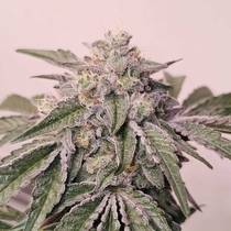 Pink Pie Feminized (Karma Genetics Seeds) Cannabis Seeds