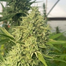 Black Beard Feminized (Karma Genetics Seeds) Cannabis Seeds
