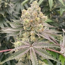 Mop Chopper Feminized (Karma Genetics Seeds) Cannabis Seeds