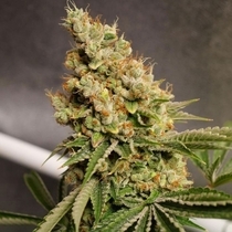 Shipera Sour Regular (Karma Genetics Seeds) Cannabis Seeds