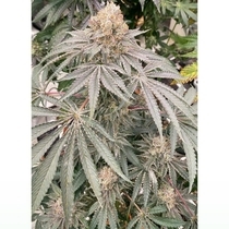 Apple B Feminized (Karma Genetics Seeds) Cannabis Seeds