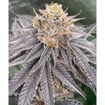 Biker 41 Feminized (Karma Genetics Seeds) Cannabis Seeds