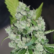 Sour Diesel BX 2 Regular (Karma Genetics Seeds) Cannabis Seeds