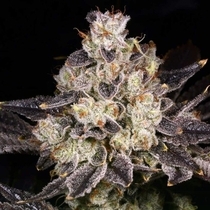 Rainbow Belts 2.0 Regular (Archive Seedbank) Cannabis Seeds