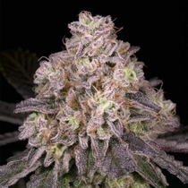 North Star Regular  (Archive Seedbank) Cannabis Seeds
