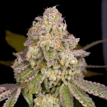 Rainbow Belts 3.0 Regular (Archive Seedbank) Cannabis Seeds