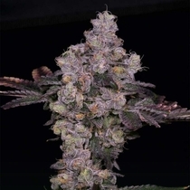 Zsunami Regular (Archive Seedbank) Cannabis Seeds