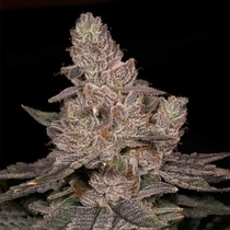 Slurricane Feminized (Archive Seedbank) Cannabis Seeds