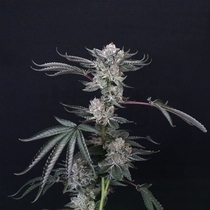 Luxar-Dos ( Compound Genetics ) Cannabis Seeds