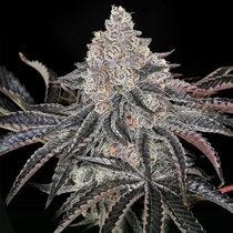 Permafunk (Compound Genetics Seeds) Cannabis Seeds