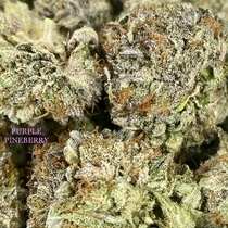 Purple Pineberry Feminised (Discreet Seeds) Cannabis Seeds