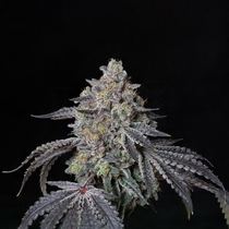 Facade Feminized (Compound Genetics Seeds) Cannabis Seeds