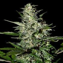 Super Critical Automatic (Green House Seeds) Cannabis Seeds
