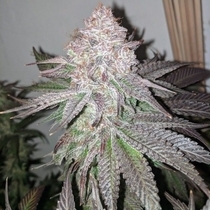 Sour Lemonaid Female (Dank Genetics Seeds) Cannabis Seeds