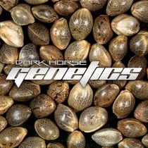 Slammin Pie Regular  (Dark Horse Genetics Seeds) Cannabis Seeds