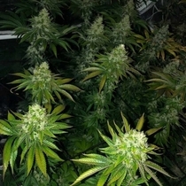 Roid Rage Regular (Dark Horse Genetics Seeds) Cannabis Seeds