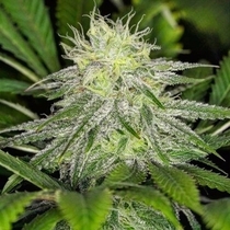 Chem Lem Regular (Dark Horse Genetics Seeds) Cannabis Seeds