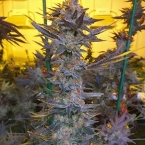 Savage Hulk F2 Regular (Dark Horse Genetics Seeds) Cannabis Seeds